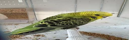 Budgerigars birds for sale: Hand Tame Budgie Chicks - Ready Soon  - Advert 1