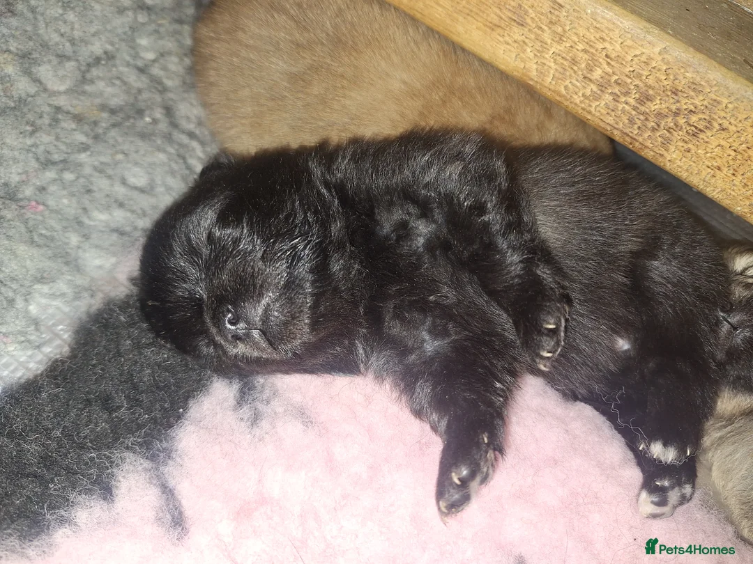 Pomeranian dogs for sale: Tiny Pomeranian Pups - Advert 12