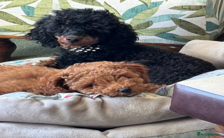 Poodle dogs Red Toy Poodle Puppy - Advert 10