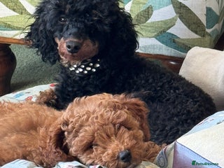 Poodle dogs Red Toy Poodle Puppy - Advert 6