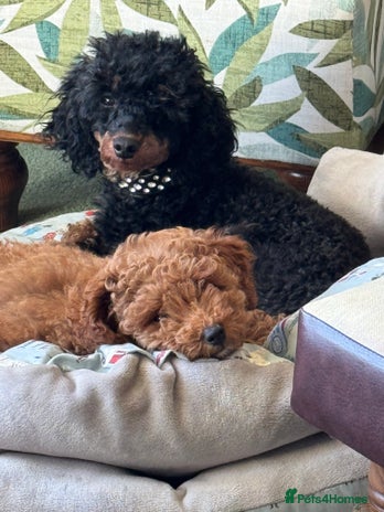 Poodle dogs Red Toy Poodle Puppy - Advert 10