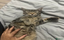 Mixed Breed cats for sale: Loving Hedvig Looking for a New Home ✨ - Advert 8