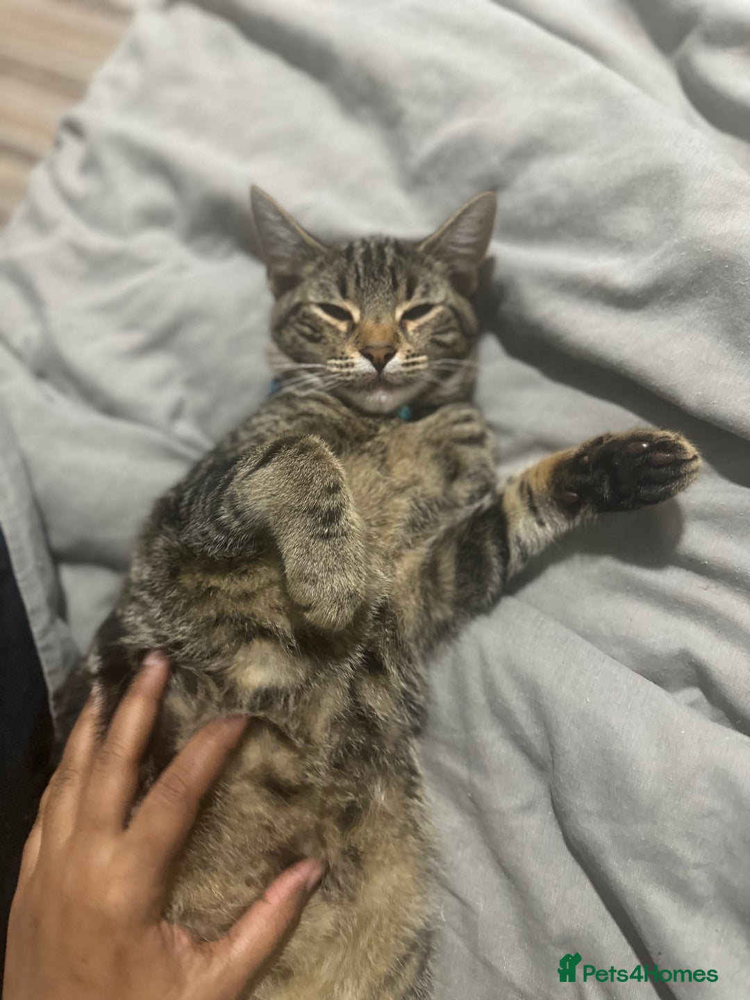 Mixed Breed cats for sale: Loving Hedvig Looking for a New Home ✨ - Advert 8