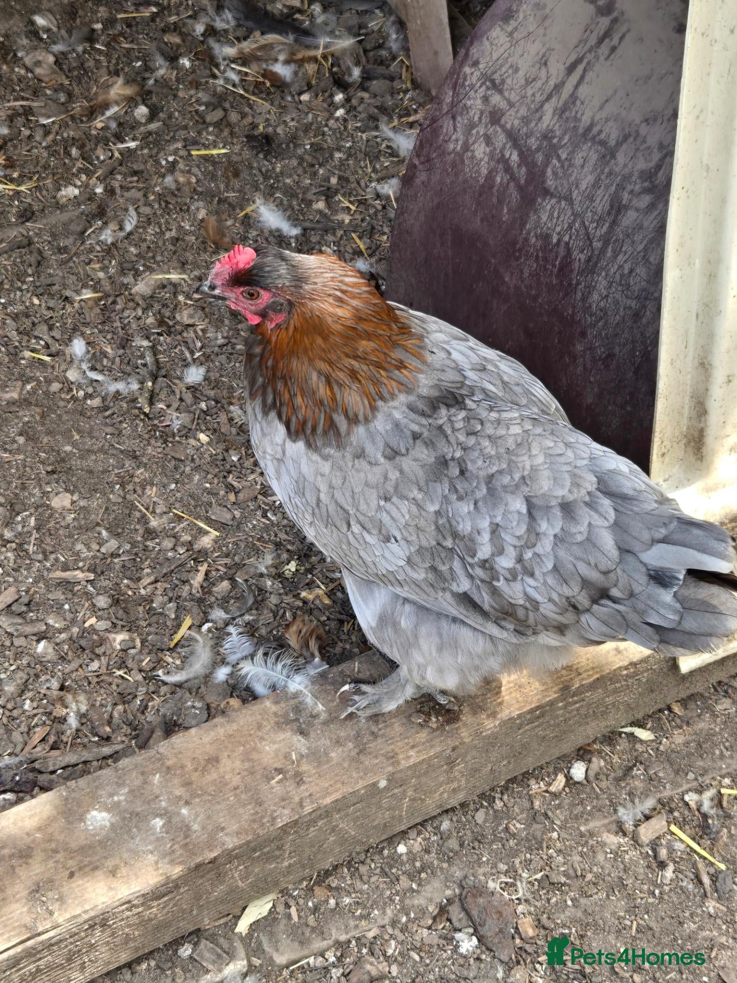 Chickens poultry Various Breeds of Pullets at Point of Lay - Advert 2