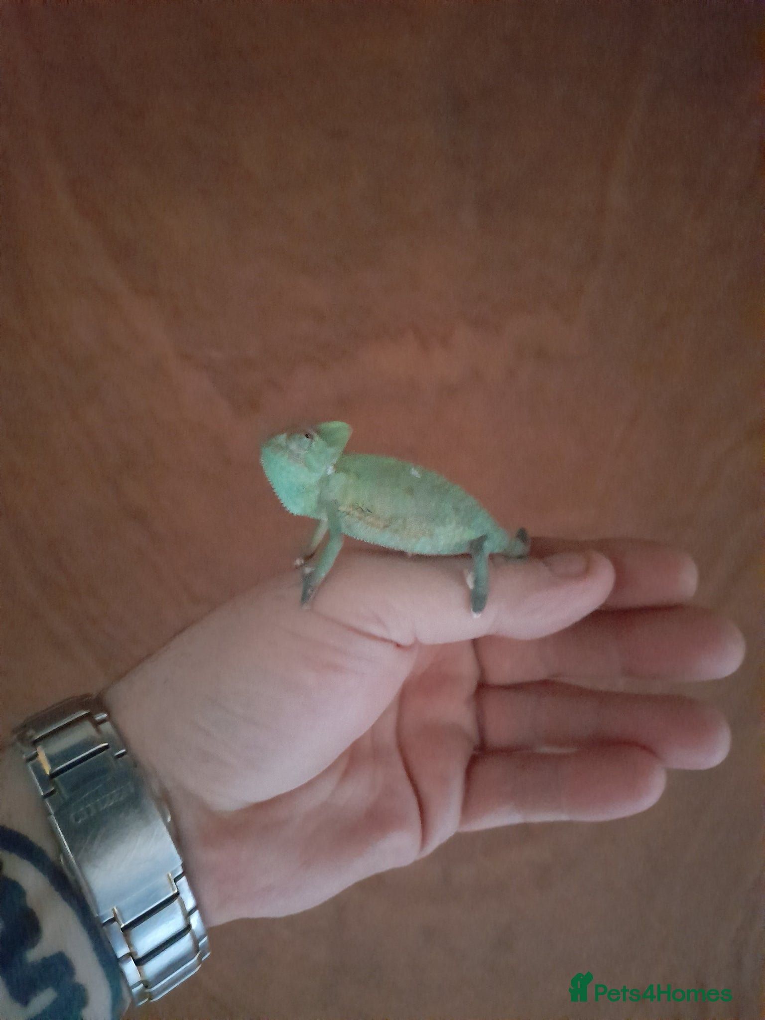 Chameleon reptiles Baby chameleons - Advert 2