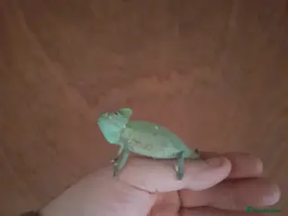 Chameleon reptiles Baby chameleons - Advert 2