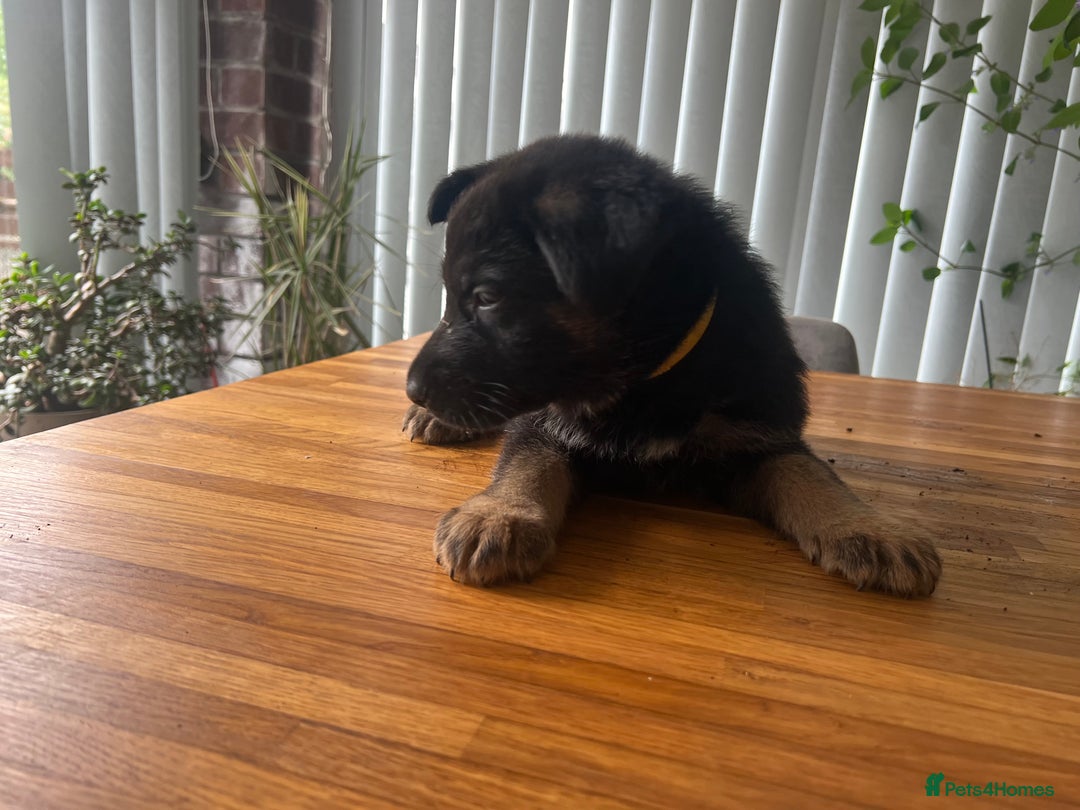 German Shepherd dogs for sale: German Shepherd Pups for Sale  - Image 12