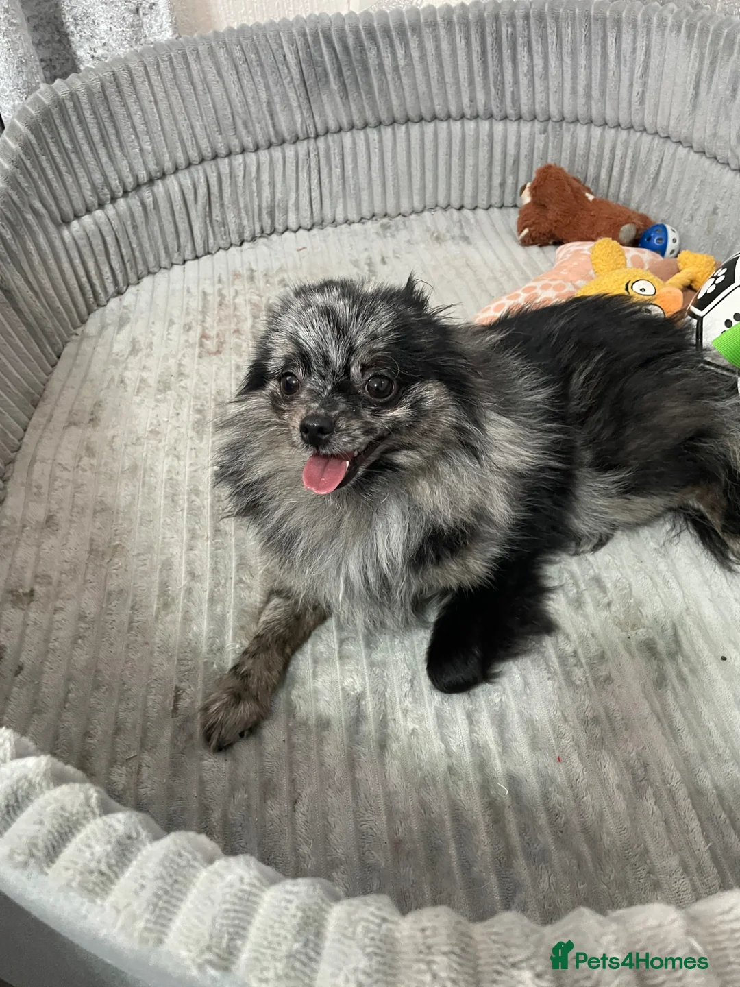 Pomeranian dogs for sale: Blue Merle Female 13 months old  - Advert 2