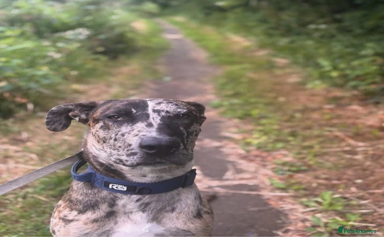 Mixed Breed dogs - Advert 5
