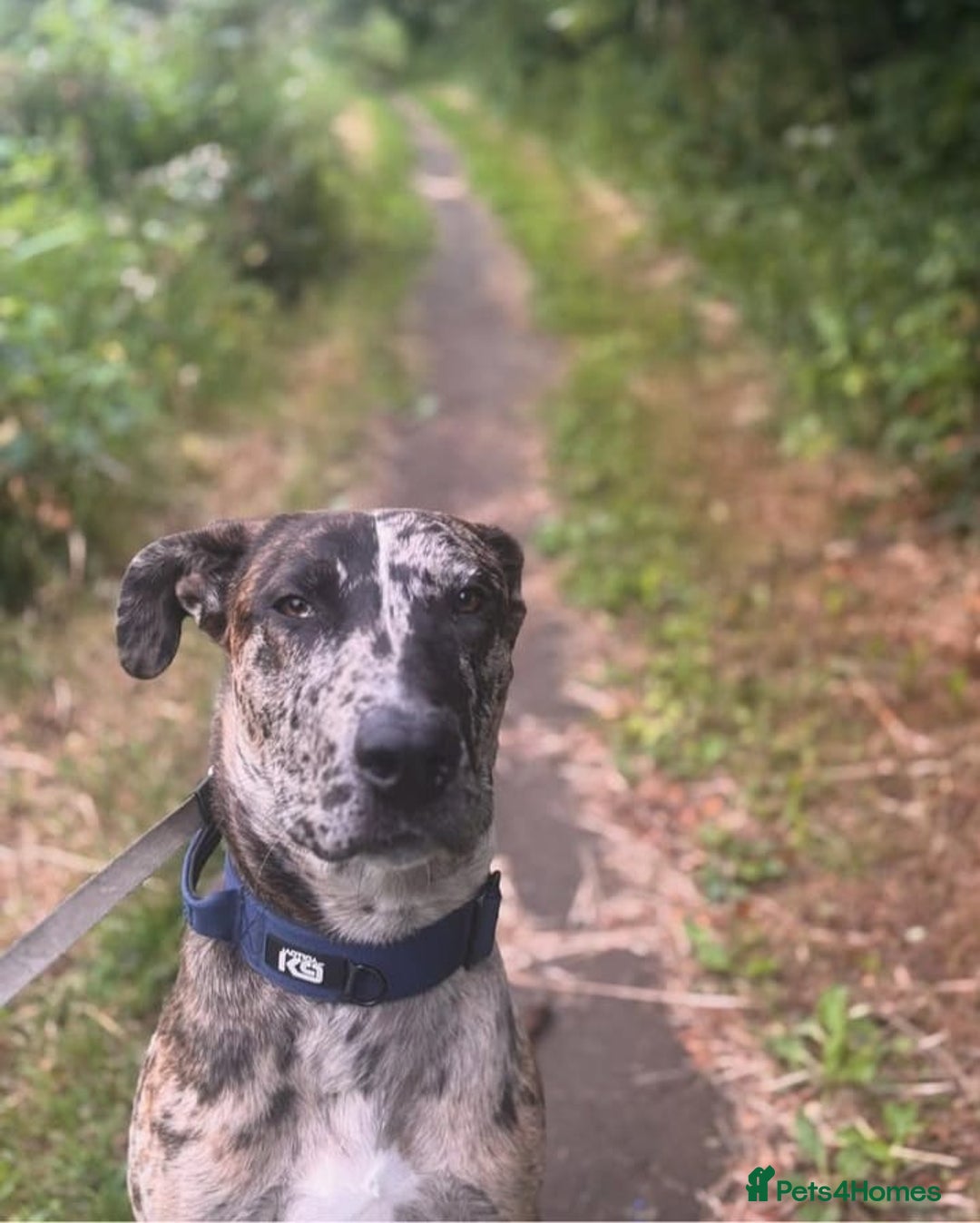Mixed Breed dogs for sale: Beautiful Rocco looking for 5⭐️ home - Image 1