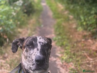 Mixed Breed dogs - Advert 7