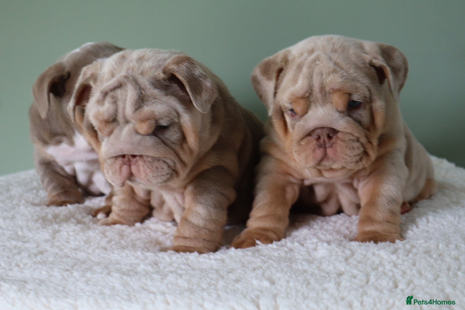 English Bulldog dogs Mr Muscles litter KC Quality English bulldogs - Advert 2