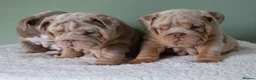 English Bulldog dogs for sale: Mr Muscles litter English Bulldogs - Advert 29