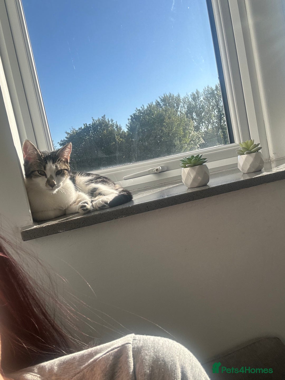 Mixed Breed cats for sale: Phoebe, 10 Months Old 🐾 🩷 - Advert 6