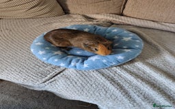 Guinea Pig rodents for sale: 3 Female Guinea Pigs  - Image 5
