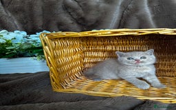 British Shorthair cats for sale: Tica reg 🌈 10colours British shorthair kittens  - Image 16
