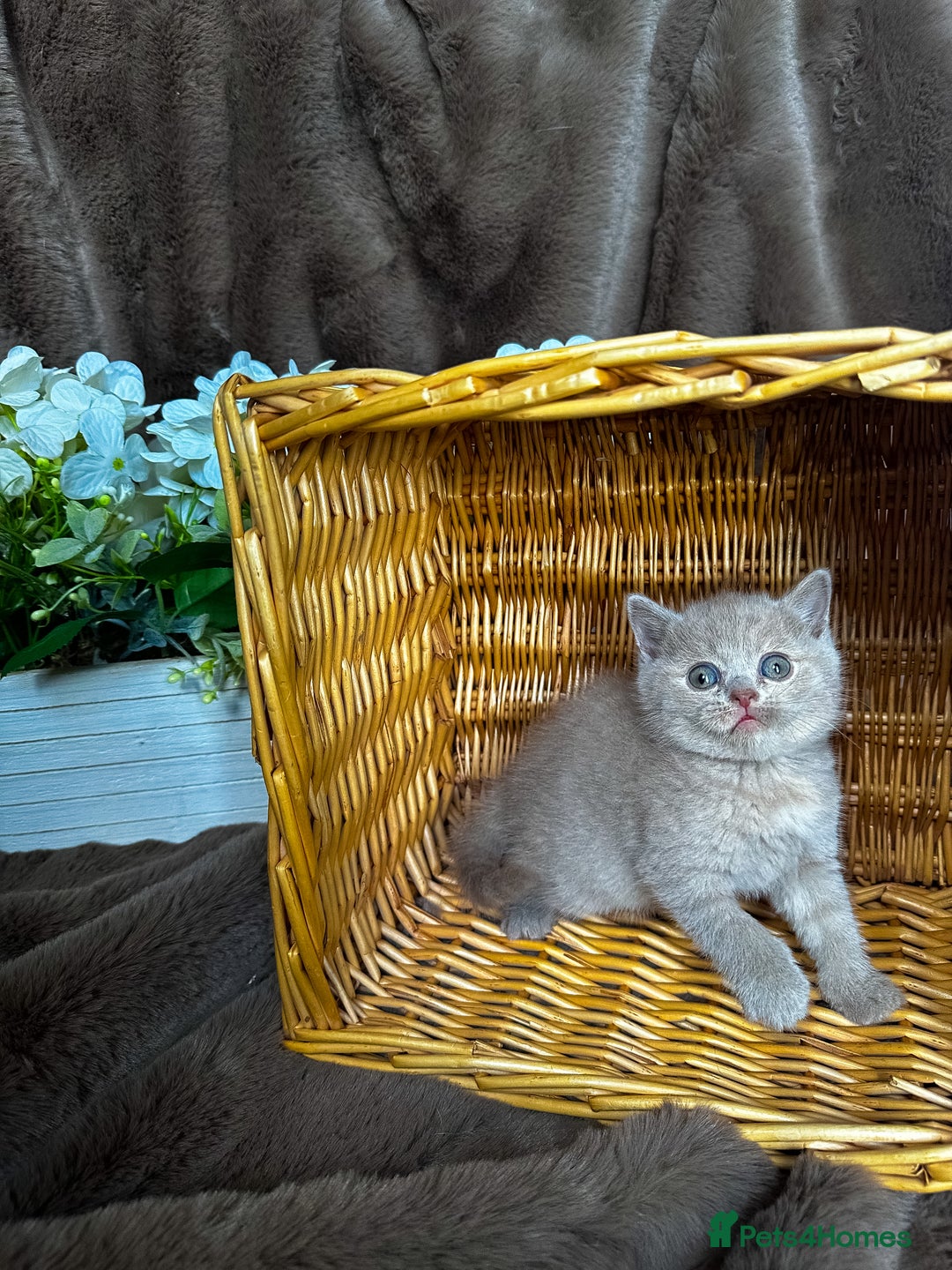 British Shorthair cats for sale: Tica reg 🌈 10colours British shorthair kittens  - Image 16