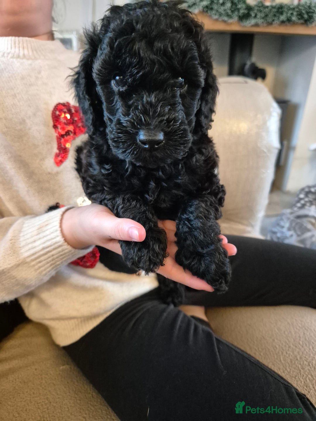 Miniature Poodle dogs for sale: All have been reserved! miniature poodle left - Advert 7