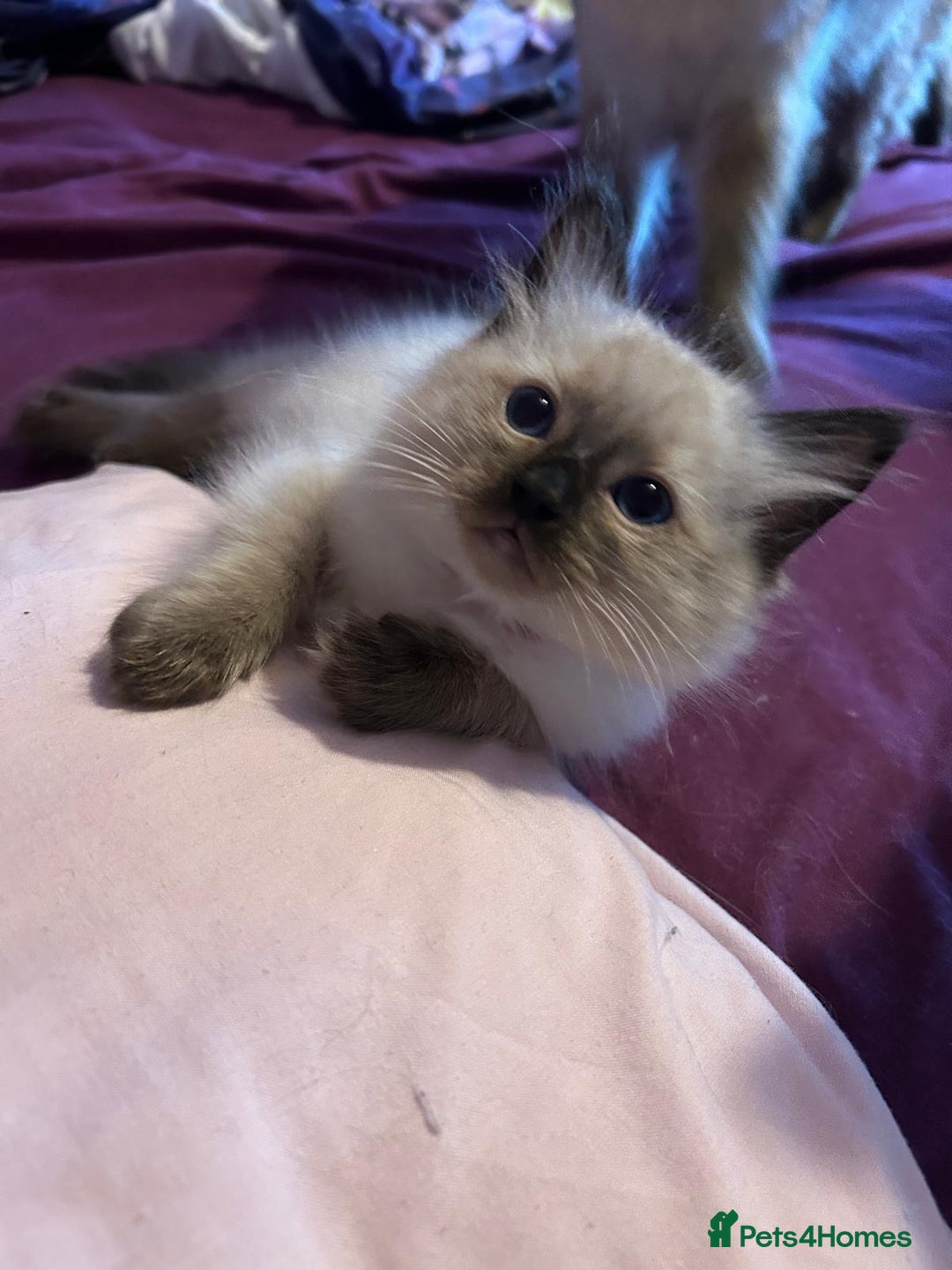 Ragdoll cats for sale: GCCF Ragdoll boy kittens - Advert 19