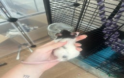 Rat rodents for sale: Baby rats - Image 7