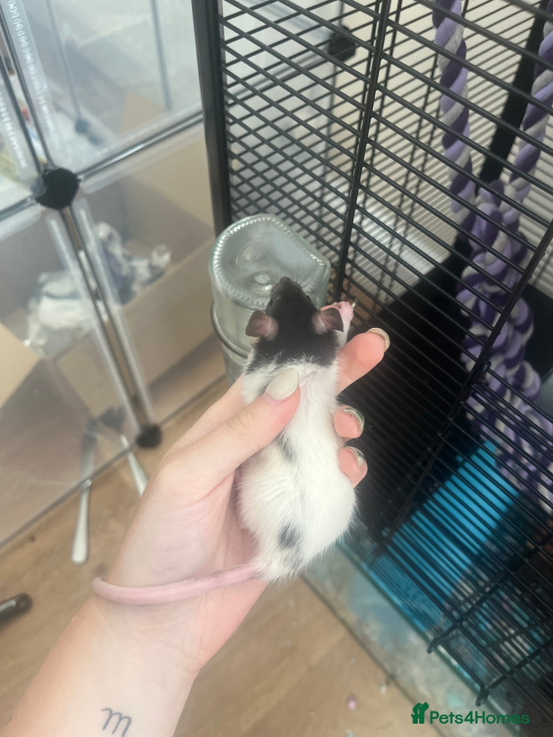 Rat rodents for sale: Baby rats - Image 7