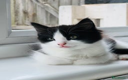 Mixed Breed cats for sale: Free free - Image 1