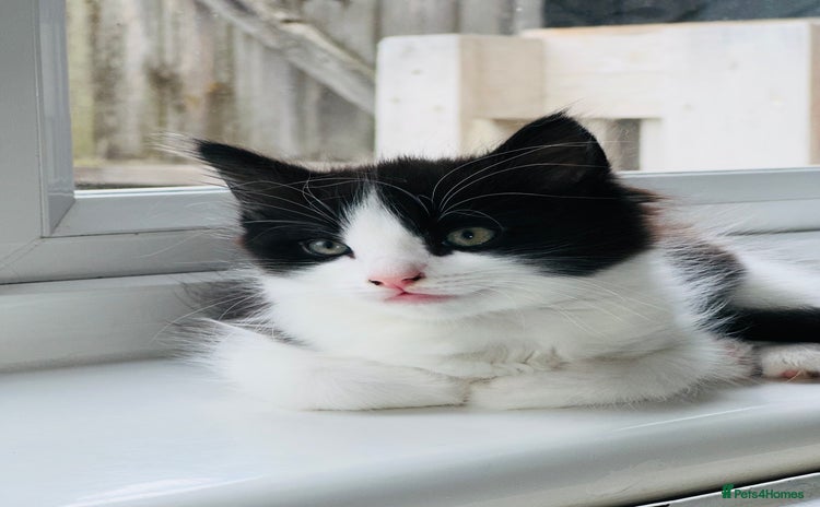 Mixed Breed cats for sale - Advert 1