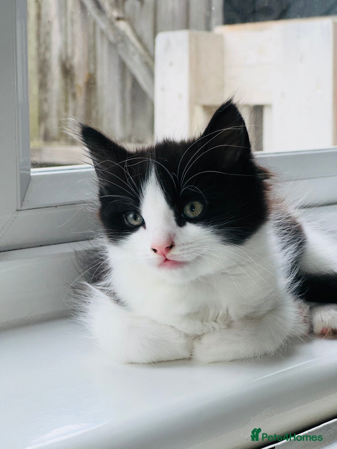 Mixed Breed cats for sale: Free free - Image 1