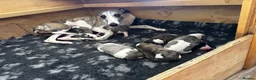 Whippet dogs for sale: Exceptional KC Whippet Pups - two boys remain - Advert 3