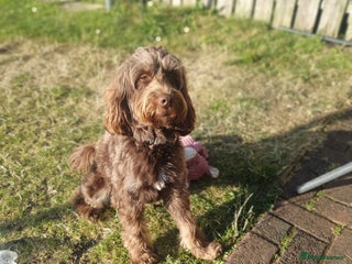Cockapoo dogs in Bathgate - Advert 5