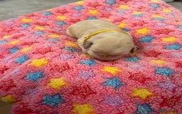 Labrador Retriever dogs for sale: Beautiful pedigree golden Labradors  - Image 23