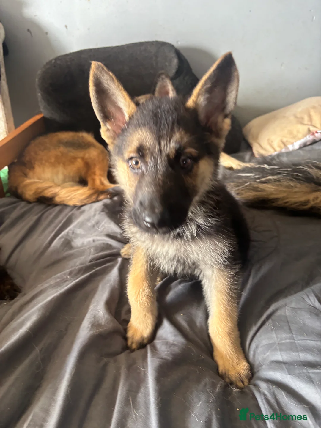 German Shepherd dogs for sale: German shepherd  - Advert 22