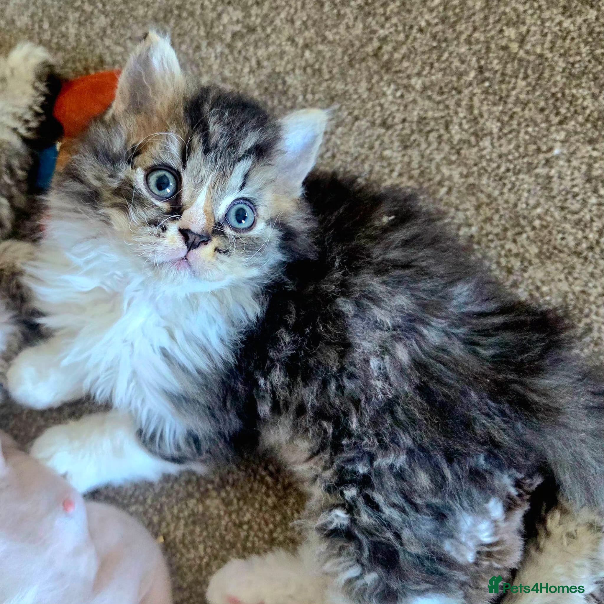 Selkirk Rex cats Beautiful Selkirk rex kitten  - Advert 3