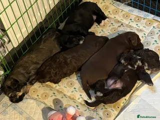 Mixed Breed dogs Dachshund Cross Pups £450 - Advert 17