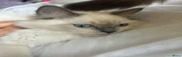 Ragdoll cats for sale: 😸🐾Pure Ragdoll kitties😸🐾 2 male & 1 female🐾😸 - Advert 22