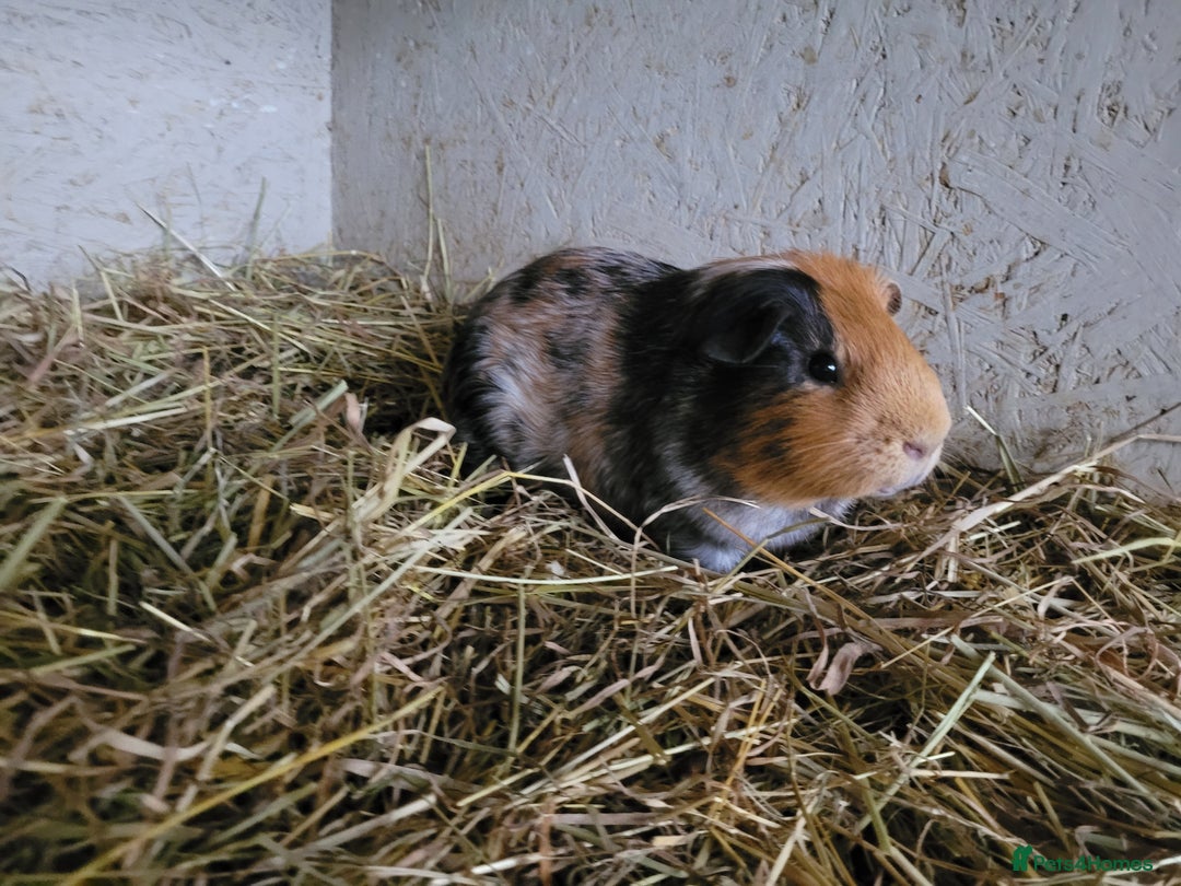 Guinea Pig rodents for sale: Baby boy guinea pigs  - Image 6