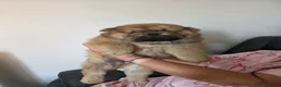 Chow Chow dogs for sale: Chow chow pups 2 LEFT BLACK BOY AMD BLACK TAN BOY - Advert 2