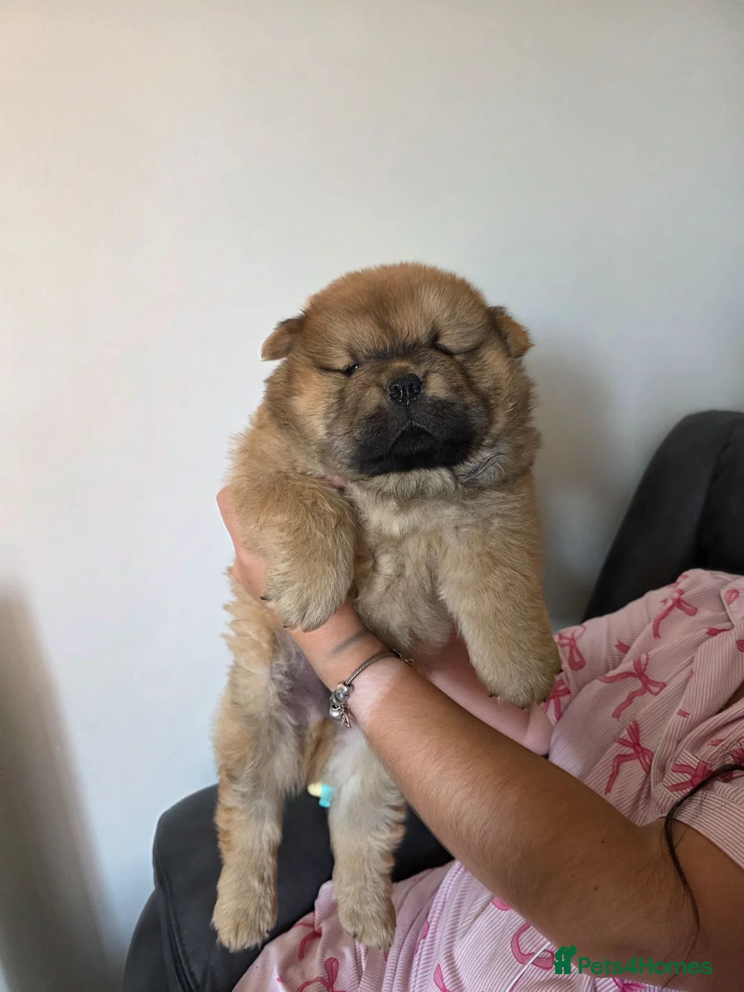 Chow Chow dogs for sale: Chow chow pups 2 LEFT BLACK BOY AMD BLACK TAN BOY - Advert 2