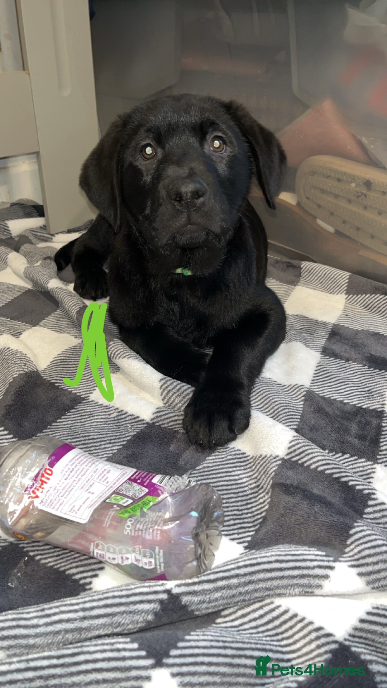 Labrador Retriever dogs Last dog Beautiful black KC registered Labrador  - Advert 6