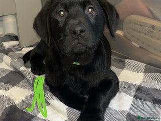 Labrador Retriever dogs Last dog Beautiful black KC registered Labrador - Advert 2