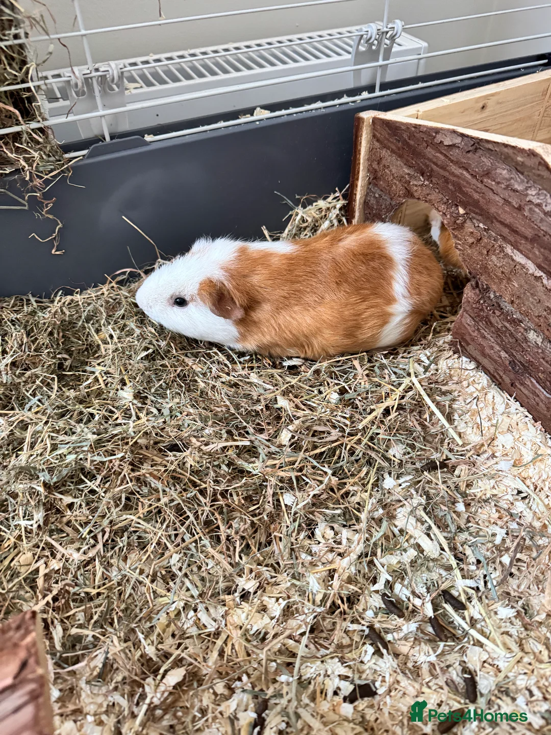 Guinea Pig rodents for sale: 2 paired guineas for sale with accessories  in Derby - Advert 2