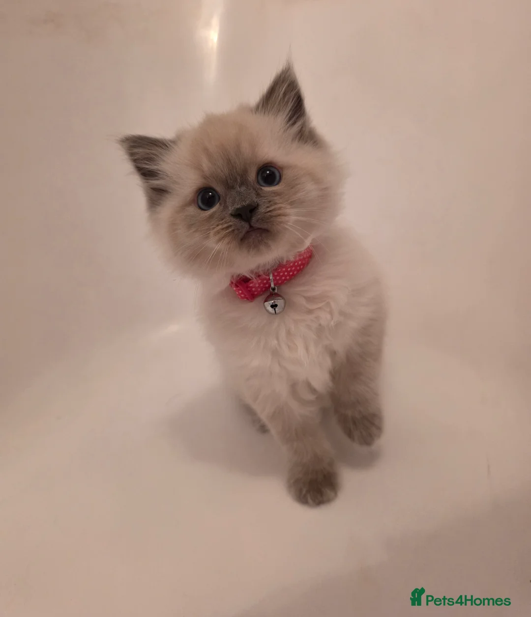 Ragdoll cats for sale: Pure Ragdoll Kittens  - Advert 7