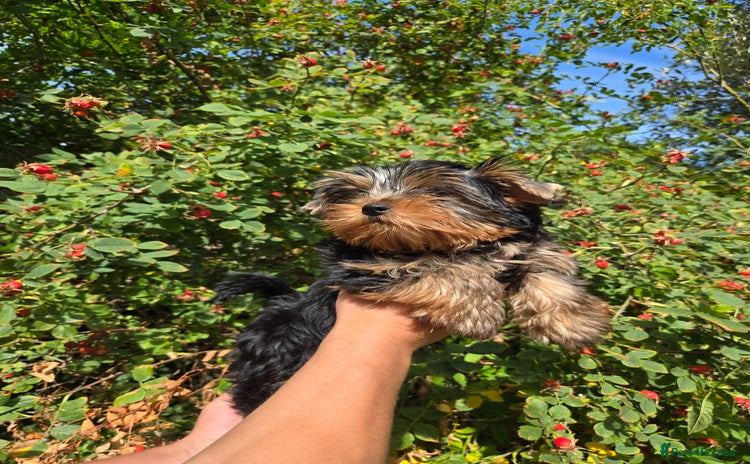 Yorkshire Terrier dogs - Advert 2