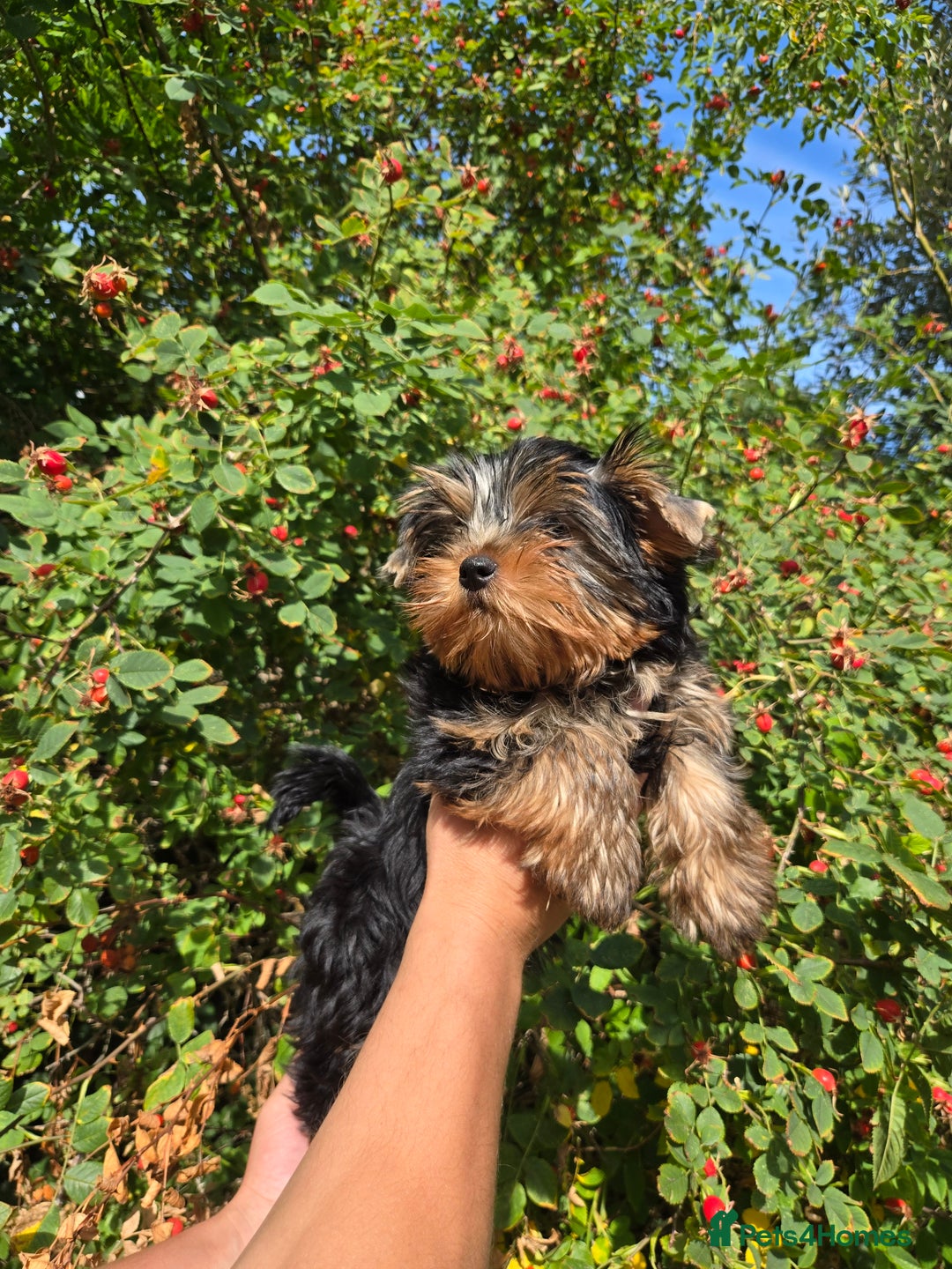 Yorkshire Terrier dogs for sale: Beautiful Yorkshire terrier  - Image 1