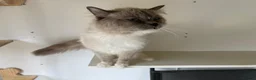 Ragdoll cats for stud: Ragdoll for stud - Advert 5
