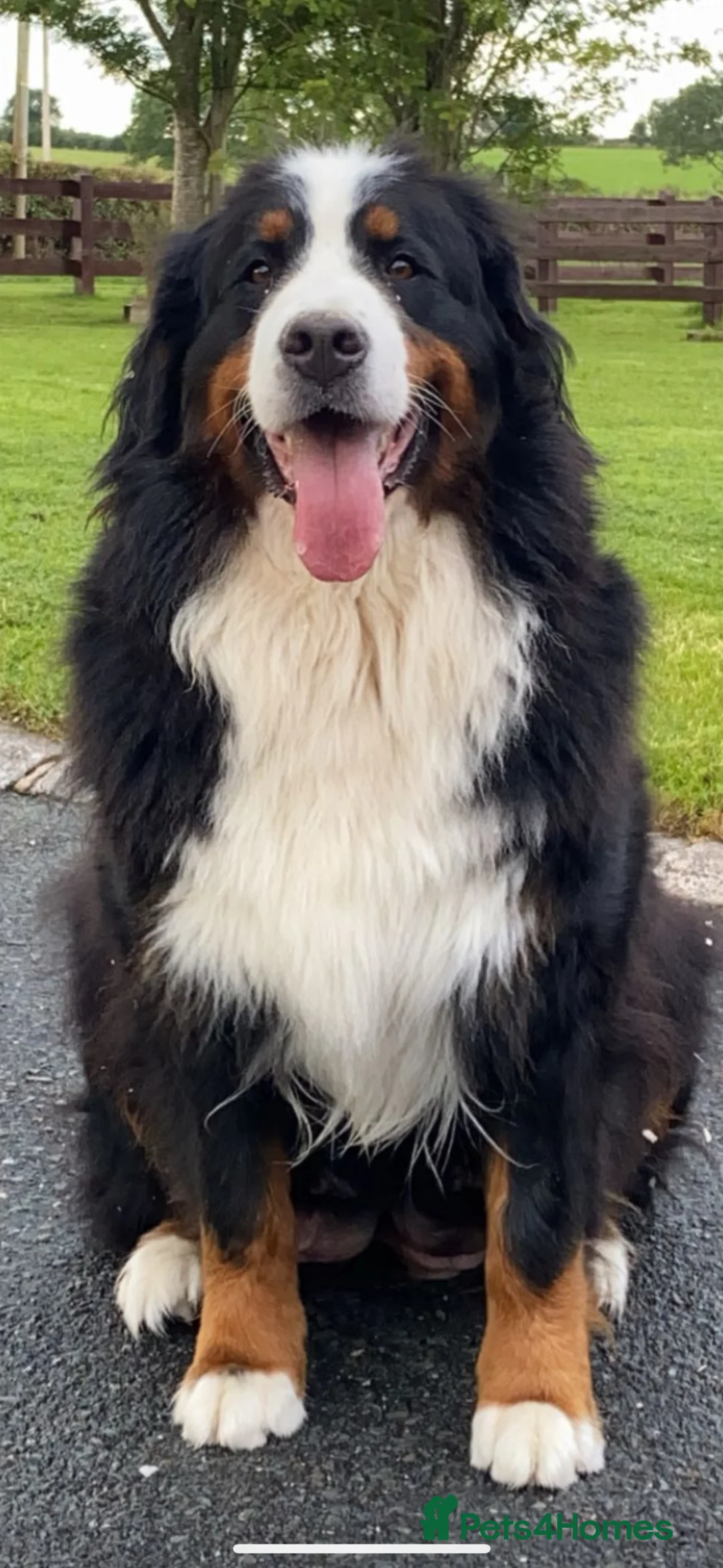 Bernese Mountain Dog dogs for sale: Bernese mountain pups  - Advert 7