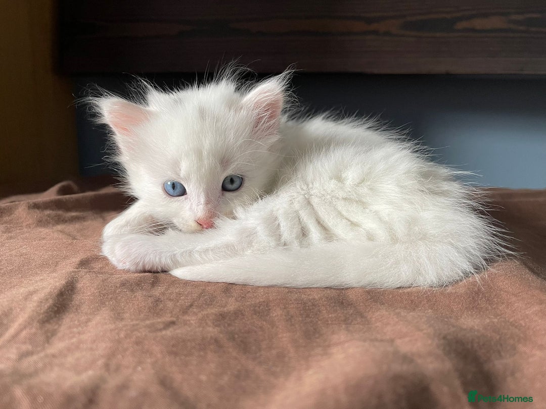 British Shorthair cats for sale: White SHD Kittens for sale - Image 9