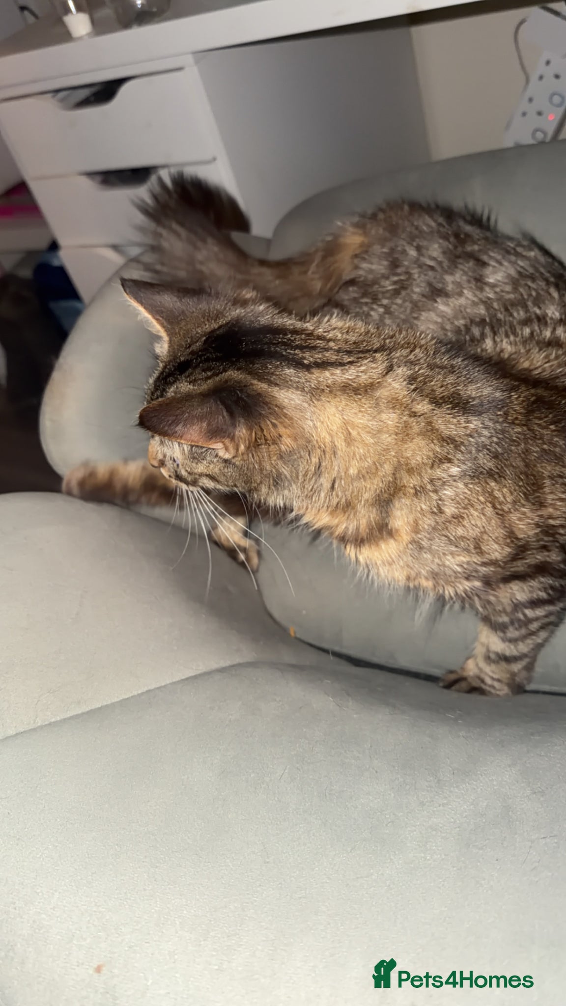 Mixed Breed cats 1 tabby female kitten  - Advert 2