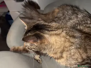 Mixed Breed cats 1 tabby female kitten - Advert 4