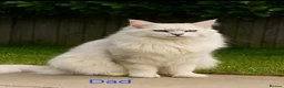 Maine Coon cats for sale: Maine Coon Kittens Looking for Loving Homes - Advert 7